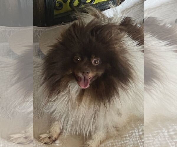Medium Photo #1 Pomeranian Puppy For Sale in Croydon, NH, USA
