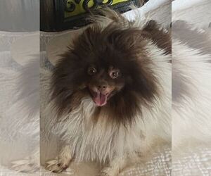 Pomeranian Dogs for adoption in Croydon, NH, USA