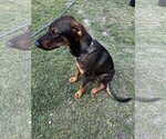Small #1 Labrador Retriever Mix