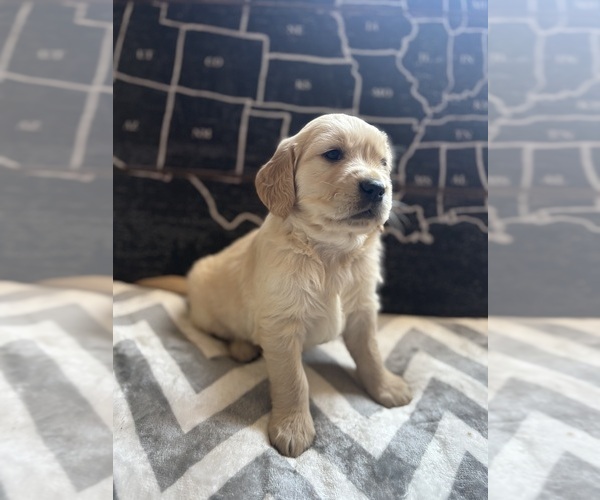 Medium Photo #7 Golden Retriever Puppy For Sale in CERES, CA, USA