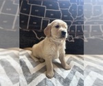 Small #6 Golden Retriever