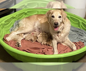 Mother of the Golden Retriever puppies born on 11/23/2022