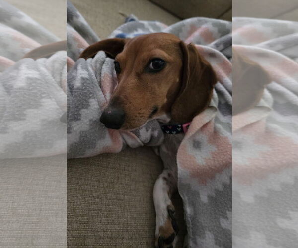 Medium Photo #3 Dachshund Puppy For Sale in Sioux Falls, SD, USA