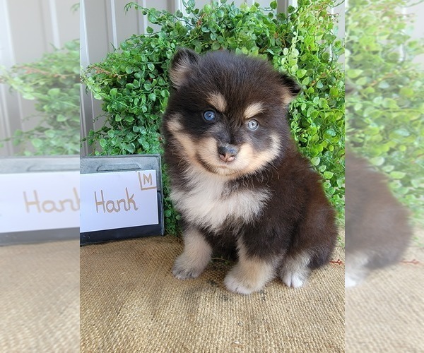 Medium Photo #5 Pomsky Puppy For Sale in BELLEVUE, IA, USA