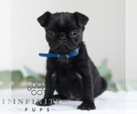 Small #3 Pug