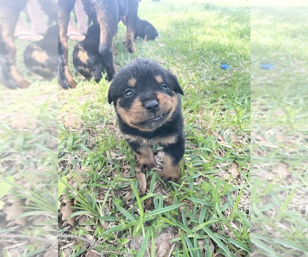 Medium Photo #1 Rottweiler Puppy For Sale in MONTGOMERY, TX, USA