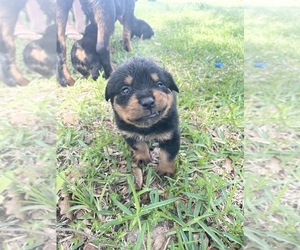 Rottweiler Puppy for sale in MONTGOMERY, TX, USA
