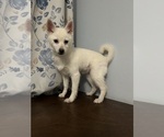 Small Photo #32 Alaskan Klee Kai Puppy For Sale in DURHAM, CT, USA