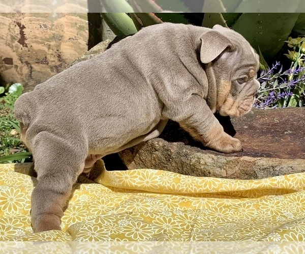 Medium Photo #9 Bulldog Puppy For Sale in JACKSONVILLE, FL, USA