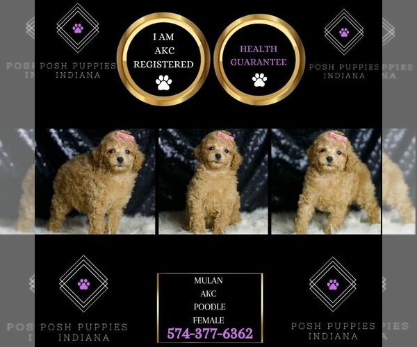 Medium Photo #2 Poodle (Miniature) Puppy For Sale in WARSAW, IN, USA