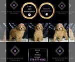 Small #1 Poodle (Miniature)