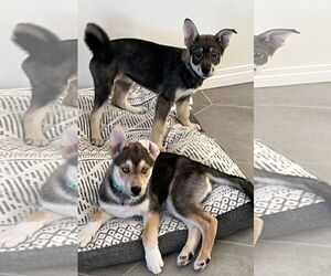 Ava - Female Siberian Husky-Unknown Mix Dog for Adoption - Photo #9