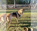 Small Photo #2 German Shepherd Dog Puppy For Sale in Rolesville, NC, USA