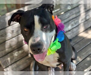 BILLIE - Female Mutt Dog for Adoption - Photo #3