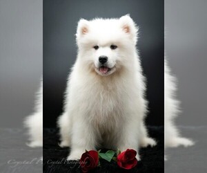 Samoyed Puppy for sale in CLEBURNE, TX, USA