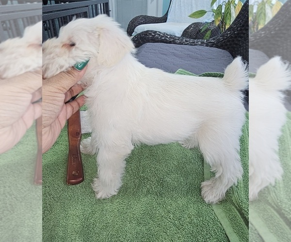 Medium Photo #4 Schnauzer (Miniature) Puppy For Sale in CHESAPEAKE, VA, USA