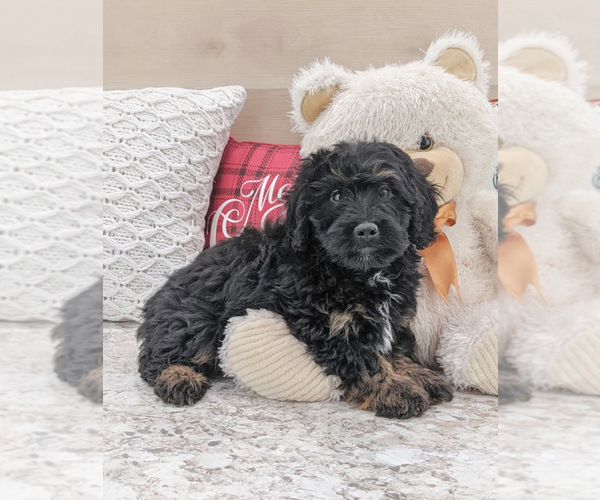 Medium Photo #3 Miniature Bernedoodle Puppy For Sale in NORTH LAWRENCE, OH, USA