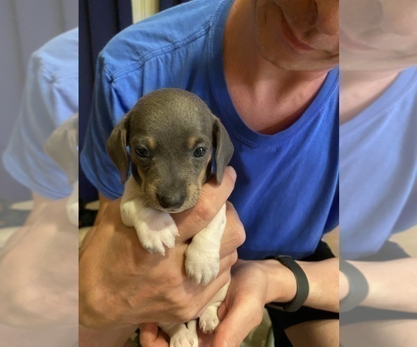 Medium Photo #32 Dachshund Puppy For Sale in LUBBOCK, TX, USA
