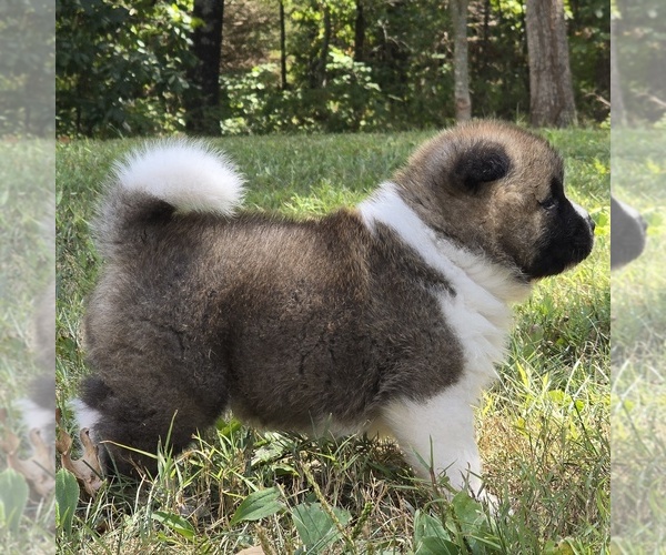 Medium Photo #1 Akita Puppy For Sale in STRAFFORD, MO, USA