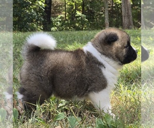 Medium Akita