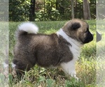Puppy HUDSON Akita