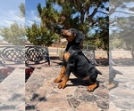 Puppy King Night Doberman Pinscher