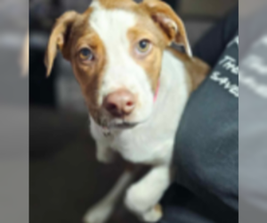 Honeybun - Female Mutt Dog for Adoption - Photo #3