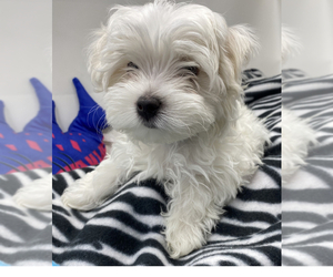 Maltese Puppy for sale in PEORIA, IL, USA