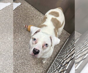 Mutt Dogs for adoption in Martinsburg, WV, USA