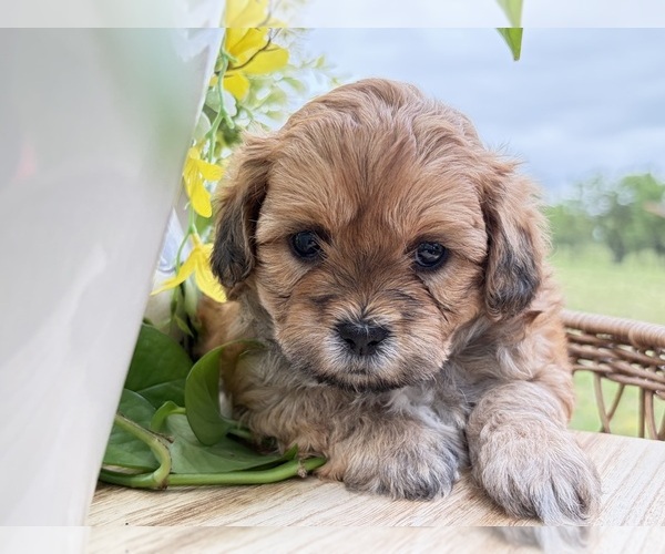 Medium Photo #1 Shih-Poo Puppy For Sale in ALMA, AR, USA