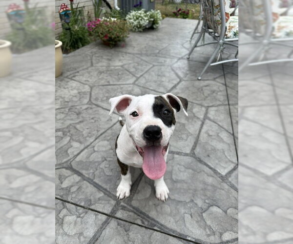 Medium Photo #2 American Pit Bull Terrier-Unknown Mix Puppy For Sale in Belleville, MI, USA