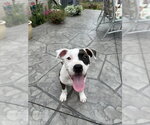 Small #1 American Pit Bull Terrier Mix