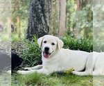 Small #14 Labrador Retriever
