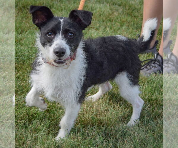 Medium Photo #2 Jack Russell Terrier-Unknown Mix Puppy For Sale in Huntley, IL, USA