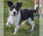 Small #1 Jack Russell Terrier Mix