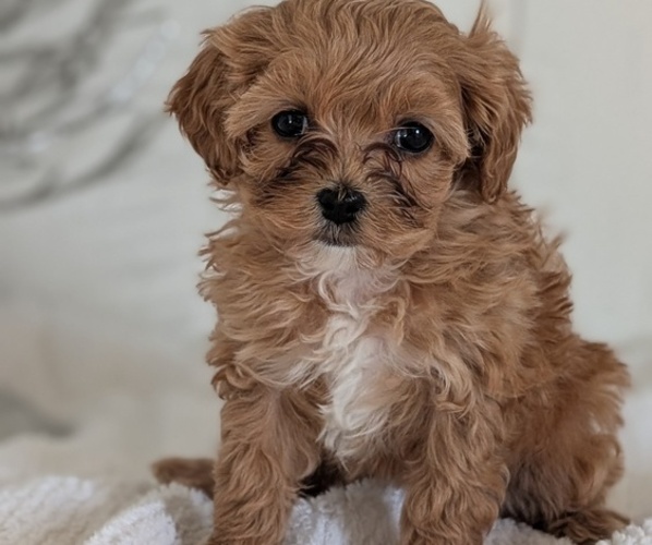 Medium Photo #3 Cavapoo (Miniature) Puppy For Sale in GOSHEN, IN, USA