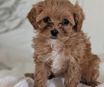 Small #2 Cavapoo (Miniature)