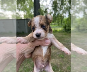 Morkie Puppy for sale in FULTON, NY, USA