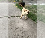 Puppy Lime Green Labrador Retriever