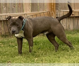 Father of the American Bully puppies born on 07/04/2025