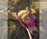 Small #3 American Staffordshire Terrier Mix