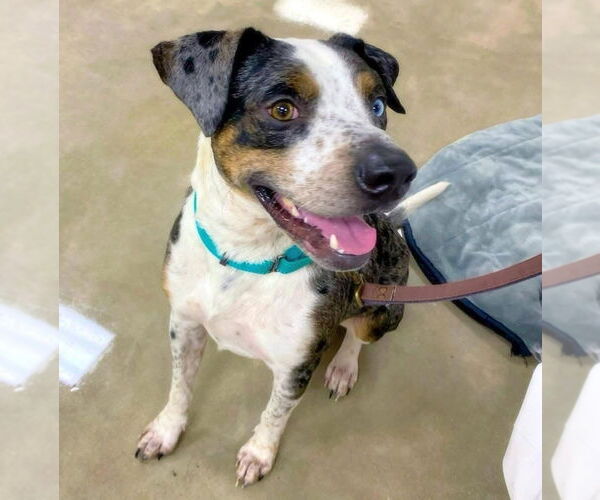 Medium Photo #5 Catahoula Leopard Dog-Unknown Mix Puppy For Sale in Alexander, AR, USA