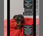 Small Yorkshire Terrier