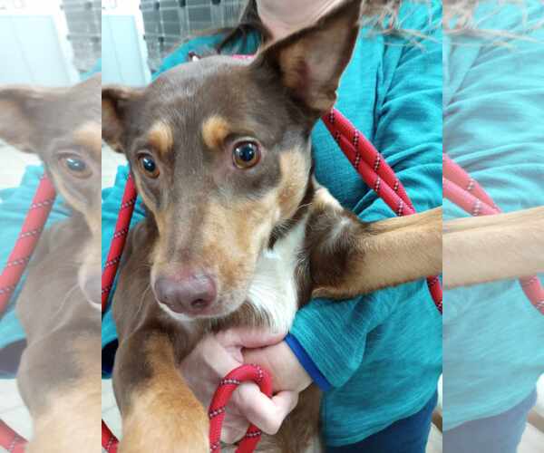 Medium Photo #2 Mutt Puppy For Sale in Frenchburg, KY, USA