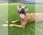 Small #1 American Pit Bull Terrier