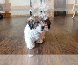 Zuchon Puppy for sale in MANES, MO, USA