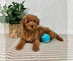 Small #1 Cavapoo