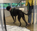 Small #6 Labrador Retriever