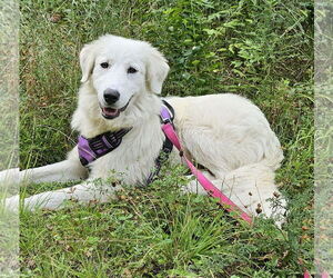 Great Pyrenees Dogs for adoption in Croydon, NH, USA