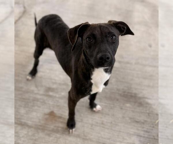 Medium Photo #2 Chihuahua-Unknown Mix Puppy For Sale in Yardley, PA, USA